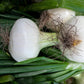 500 Sweet WHITE SPANISH ONION Allium Cepa Vegetable Seeds