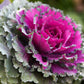 50 MIXED ORNAMENTAL CABBAGE Flowering Cabbage Brassica Oleracea Seeds