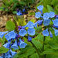 25 VIRGINIA BLUEBELLS True Blue & Pink Mertensia Virginica Flower Seeds