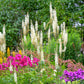 50 BLACK COHOSH Bugbane Actaea Racemosa Cimicifuga Bugbane Snakeroot Native White Shade Flower Herb Seeds