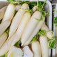 500 JAPANESE MINOWASE RADISH Huge Daikon White Raphanus Sativus Vegetable Seeds