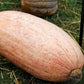 25 Jumbo PINK BANANA SQUASH Cucurbita Maxima Heirloom Winter Vegetable Seeds