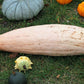 25 Jumbo PINK BANANA SQUASH Cucurbita Maxima Heirloom Winter Vegetable Seeds