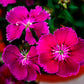550 MAIDEN PINKS Mixed Colors Dianthus Deltoides Flower Seeds