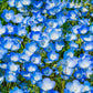 250 BABY BLUE EYES Nemophila Menziesii Fragrant Butterfly Flower Seeds