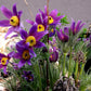 25 VIOLET ANEMONE Pulsatilla Vulgaris Purple PASQUE Flower Seeds