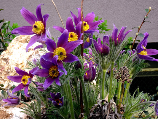 25 VIOLET ANEMONE Pulsatilla Vulgaris Purple PASQUE Flower Seeds