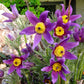 25 VIOLET ANEMONE Pulsatilla Vulgaris Purple PASQUE Flower Seeds