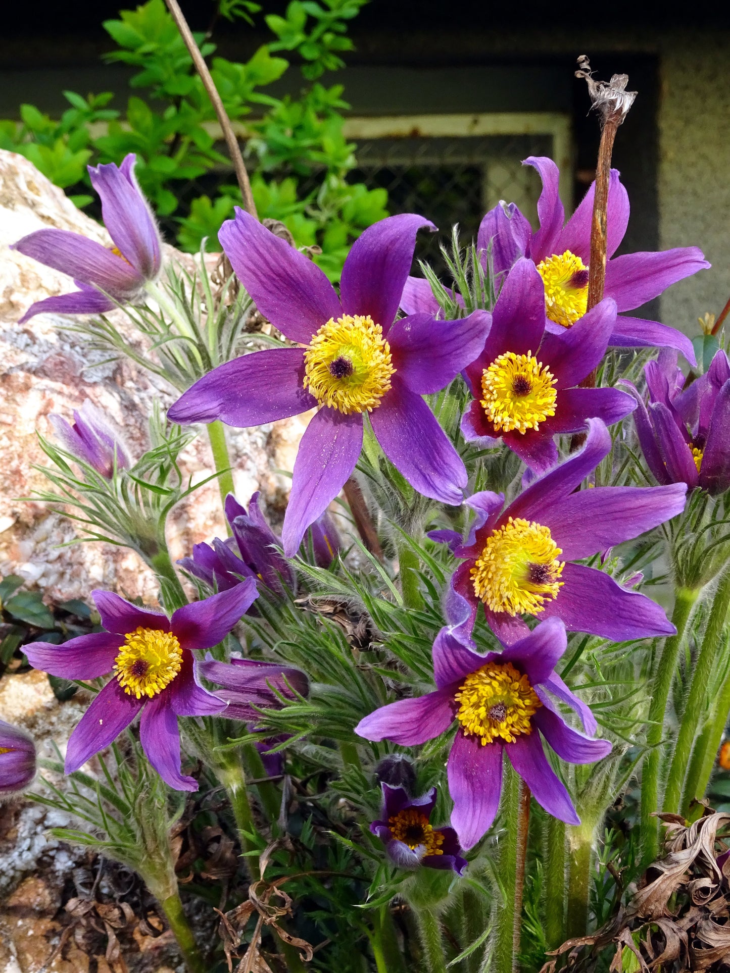 25 VIOLET ANEMONE Pulsatilla Vulgaris Purple PASQUE Flower Seeds