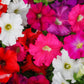 250 Mixed Colors DWARF PETUNIA Pink Red Purple White Bicolor Flower Seeds