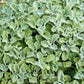 100 White HOREHOUND Marrubium Vulgare Herb Flower Seeds