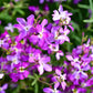 1000 EVENING (night) SCENTED STOCK Matthiola Longipetala Bicornis Flower Seeds