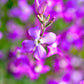 1000 EVENING (night) SCENTED STOCK Matthiola Longipetala Bicornis Flower Seeds