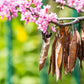 25 JUDAS TREE European Redbud Love Tree Cercis Siliquastrum Pink Purple Flower Seeds