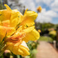 5 YELLOW CANNA LILY Indian Shot Canna Indica Flower Seeds