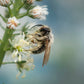 200 WHITE MIGNONETTE Reseda Alba Very FRAGRANT Flower Seeds