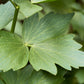 50 LOVAGE Levistucum Officinale - Flavor like celery & anise - Herb Flower Seeds
