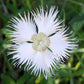 1000 FRINGED PINKS DIANTHUS Superbus White Pink Purple Flower Seeds