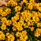1000 YELLOW SAND COREOPSIS Lanceolata Lanceleaf Tickseed Flower Seeds