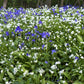 10 RAMSONS / WILD Bear GARLIC Allium Ursinum Vegetable Herb White Flower Seeds
