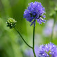 1500 GLOBE GILIA Bluehead Gilia Capitata Thimble Flower Seeds