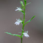 250 Blue INDIAN TOBACCO (Indian Lobelia) Lobelia Inflata Flower Seeds