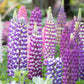 75 Mixed Colors RUSSELL LUPINE (Streamside, Bigleaf, Garden, or Washington Lupine) Lupinus Polyphyllus Flower Seeds