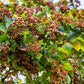25 JAPANESE RAISIN TREE Edible Fruit Oriental Honey Flowers Hovenia Dulcis Seeds