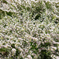 30 GERMAN STATICE White Sea Lavender Goniolimon Tataricum Limonium Flower Seeds