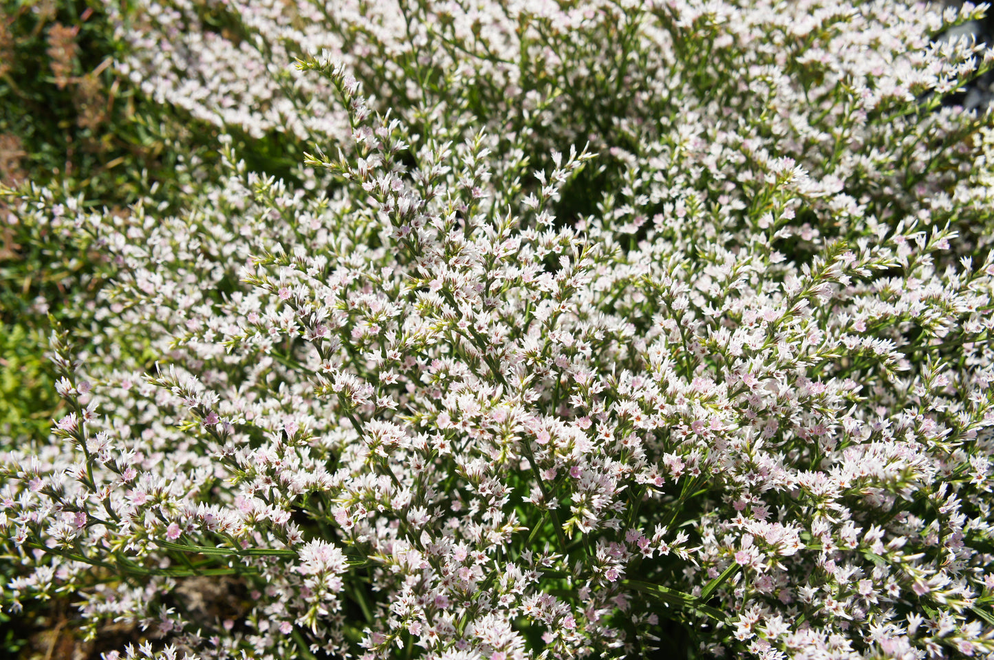 30 GERMAN STATICE White Sea Lavender Goniolimon Tataricum Limonium Flower Seeds