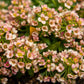 500 Sweet ALYSSUM PASTEL CARPET Mix Lobularia Maritima Flower Seeds