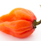 50 Hot ORANGE HABANERO PEPPER Capsicum Chinense Vegetable Seeds
