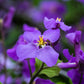 500 Purple FEBRUARY ORCHID Violet Cress Orychophragmus Violaceus 2" Flower Edible Vegetable Seeds