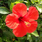 10 Luna RED HARDY HIBISCUS Hibiscus Moscheutos Balhibred Flower Seeds
