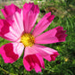 200 COSMOS SEASHELLS Cosmos Bipinnatus Sea Shells Flower Seeds