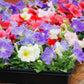 250 Mixed Colors DWARF PETUNIA Pink Red Purple White Bicolor Flower Seeds