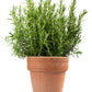 100 ROSEMARY Rosmarinus Officinalis Herb Flower Seeds