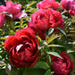 10 TREE PEONY Mountain Paeony Paeonia Suffruticosa Arborea Mixed Colors Red Pink White Purple Yellow Bicolor Flower Shrub Seeds