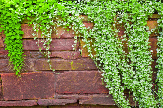 1000 DICHONDRA Repens aka Lawn Leaf Flower Evergreen Ground Cover Seeds