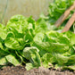 3000 WHITE BOSTON LETTUCE 12" Green Butterhead Lactuca Sativa Vegetable Seeds