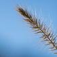 25 BOTTLEBRUSH GRASS Ornamental Shade Elymus Hystrix Patula Seeds