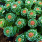 25 ROSEROOT STONECROP Golden Rose Root Sedum Rhodiola Rosea Yellow Succulent Flower Seeds