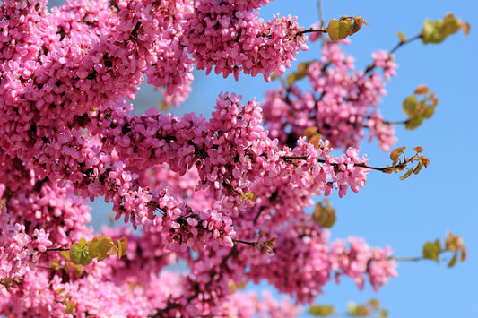 25 JUDAS TREE European Redbud Love Tree Cercis Siliquastrum Pink Purple Flower Seeds