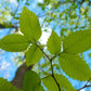 25 White AMERICAN ELM tree Ulmus Americana RED Flower Seeds