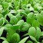 1500 SPINACH MUSTARD TENDERGREEN Komatsuna Greens Brassica Rapa Vegetable Seeds