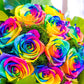 Make Your Own - 5 RAINBOW ROSE BUSH Seeds Shrub Rosa Flower
