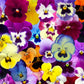 250 Mixed Colors SWISS GIANT PANSY Viola Wittrockiana Flower Seeds