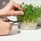 50 SUGAR ANN PEA Stringless Sweet Green Snap Pisum Sativum Vegetable Seeds