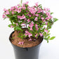 50 OLD FASHIONED WEIGELA Florida Bush Shrub Flower Seeds