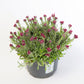 20 RED PUSSYTOES Antennaria Dioica Rubra Everlasting Flower Seeds
